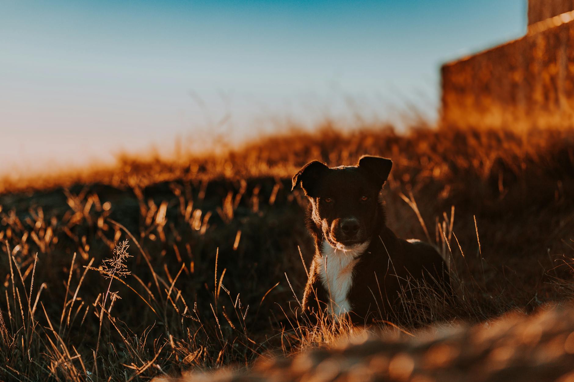 photo of dog lying on grass