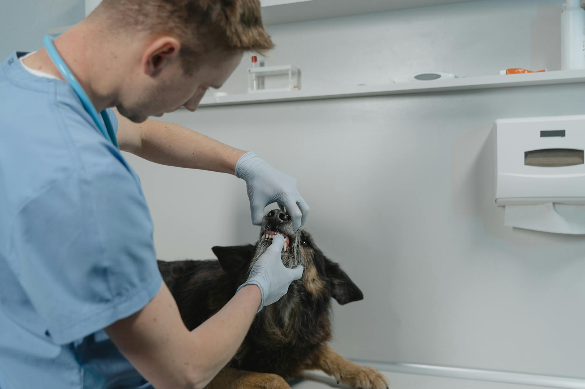 a veterinarian checking a dog