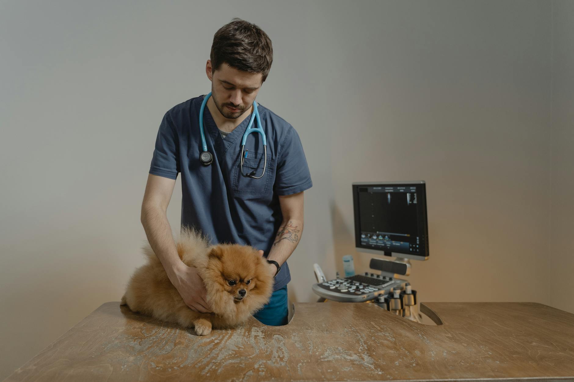 a vet holding a cute pomeranian