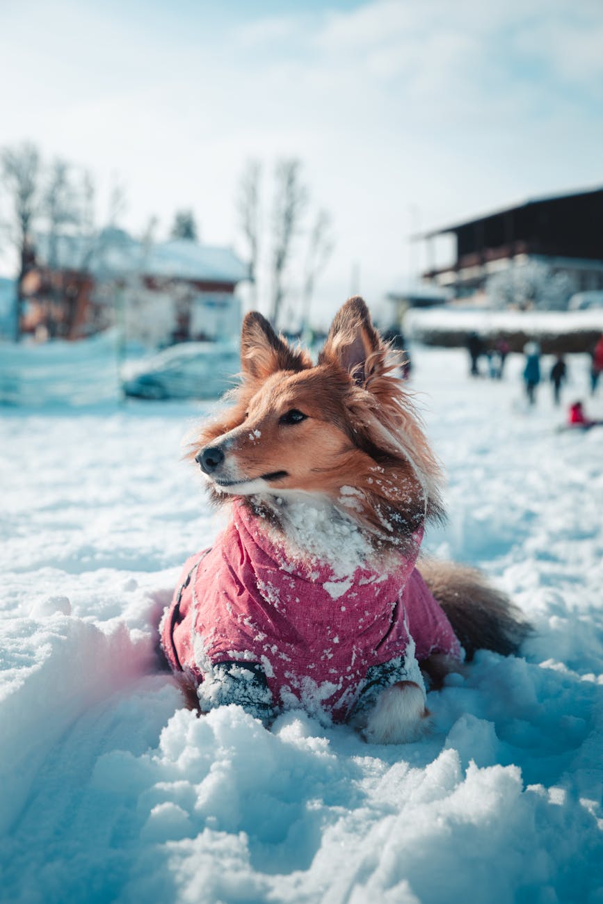 a dog wearing a pink coat in the snow